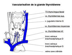 vascularisation_glande_thyroidienne_250.jpg