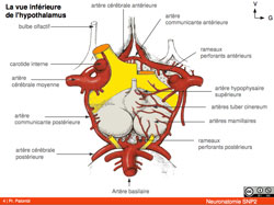 vue_inferieure_hypothalamus_250.jpg